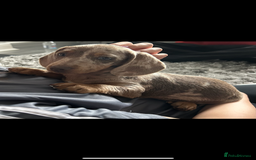 Miniature Dachshund dogs for sale: 12 week old Male Miniature Dachshund - Image 1