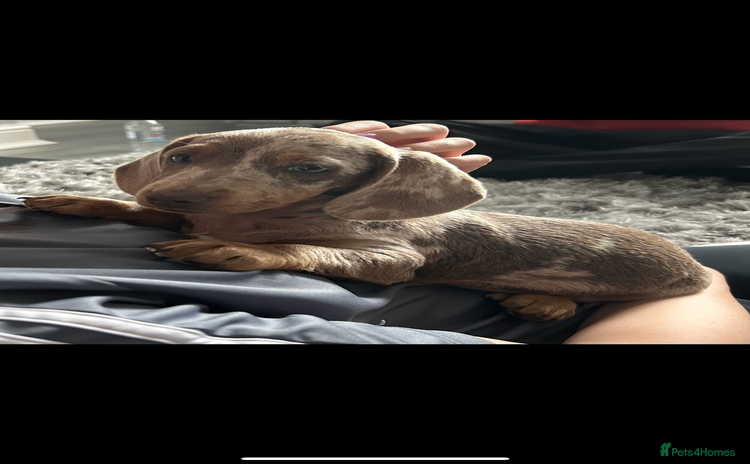 Miniature Dachshund dogs - Advert 1