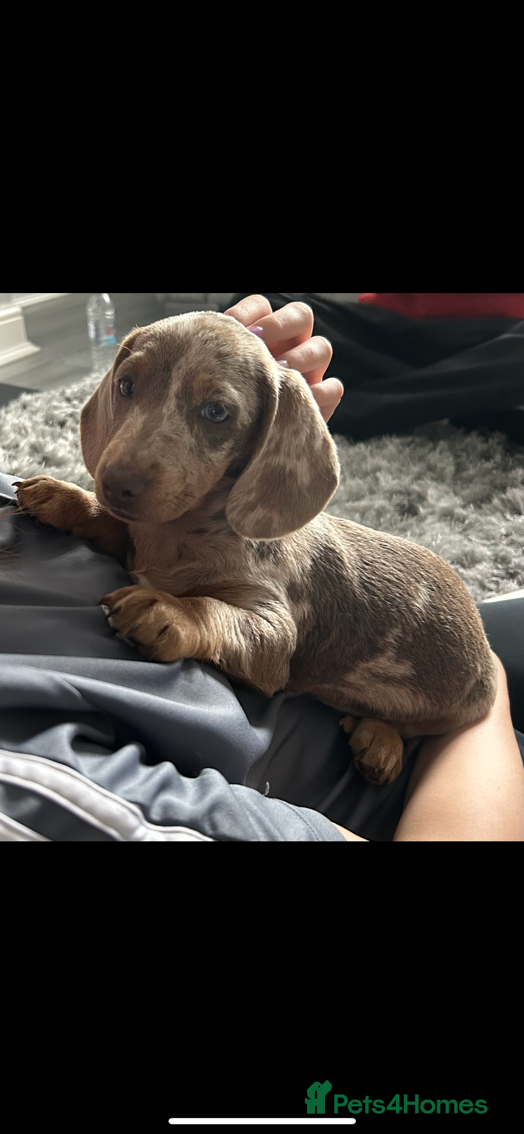 Miniature Dachshund dogs for sale: 12 week old Male Miniature Dachshund - Image 1