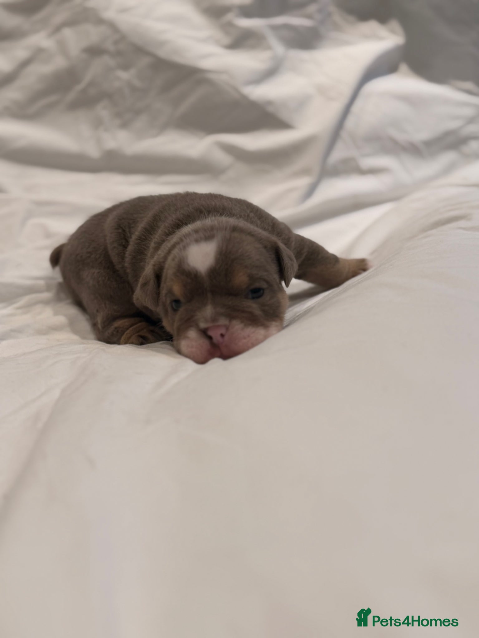 English Bulldog dogs BEAUTIFUL LILAC TRI + LILAC TRI MEARL BULLDOGS - Advert 7