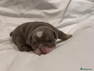 English Bulldog dogs BEAUTIFUL LILAC TRI + LILAC TRI MEARL BULLDOGS - Advert 7