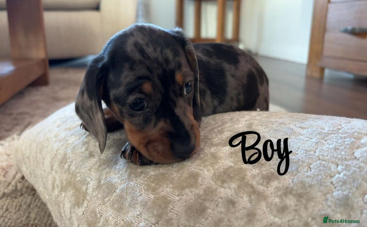 Miniature Dachshund dogs - Advert 6