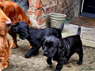 Cocker Spaniel dogs - Advert 35