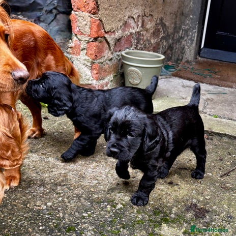 Cocker Spaniel dogs - Advert 1