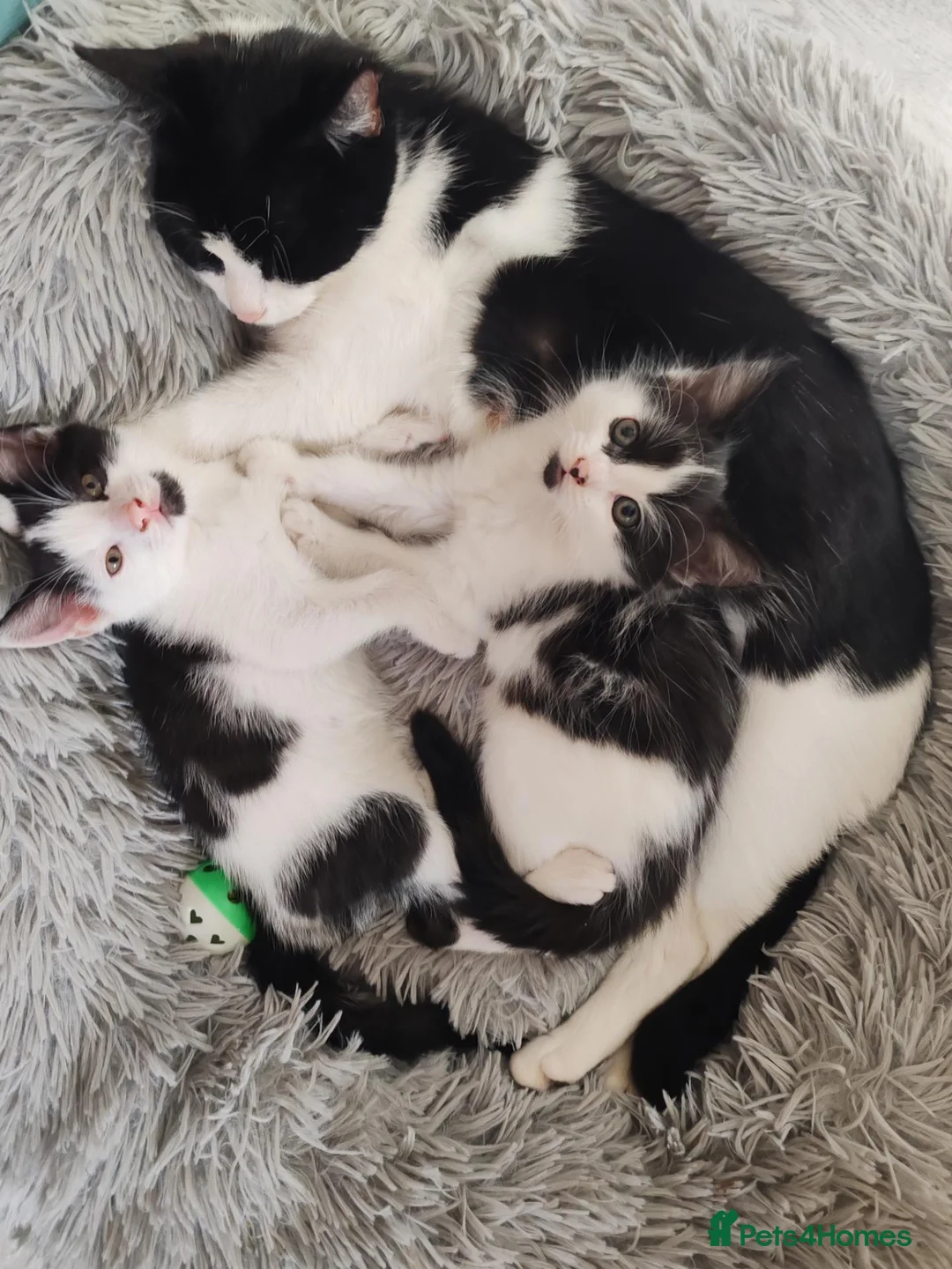 Mixed Breed cats for sale: Kittens - Advert 1