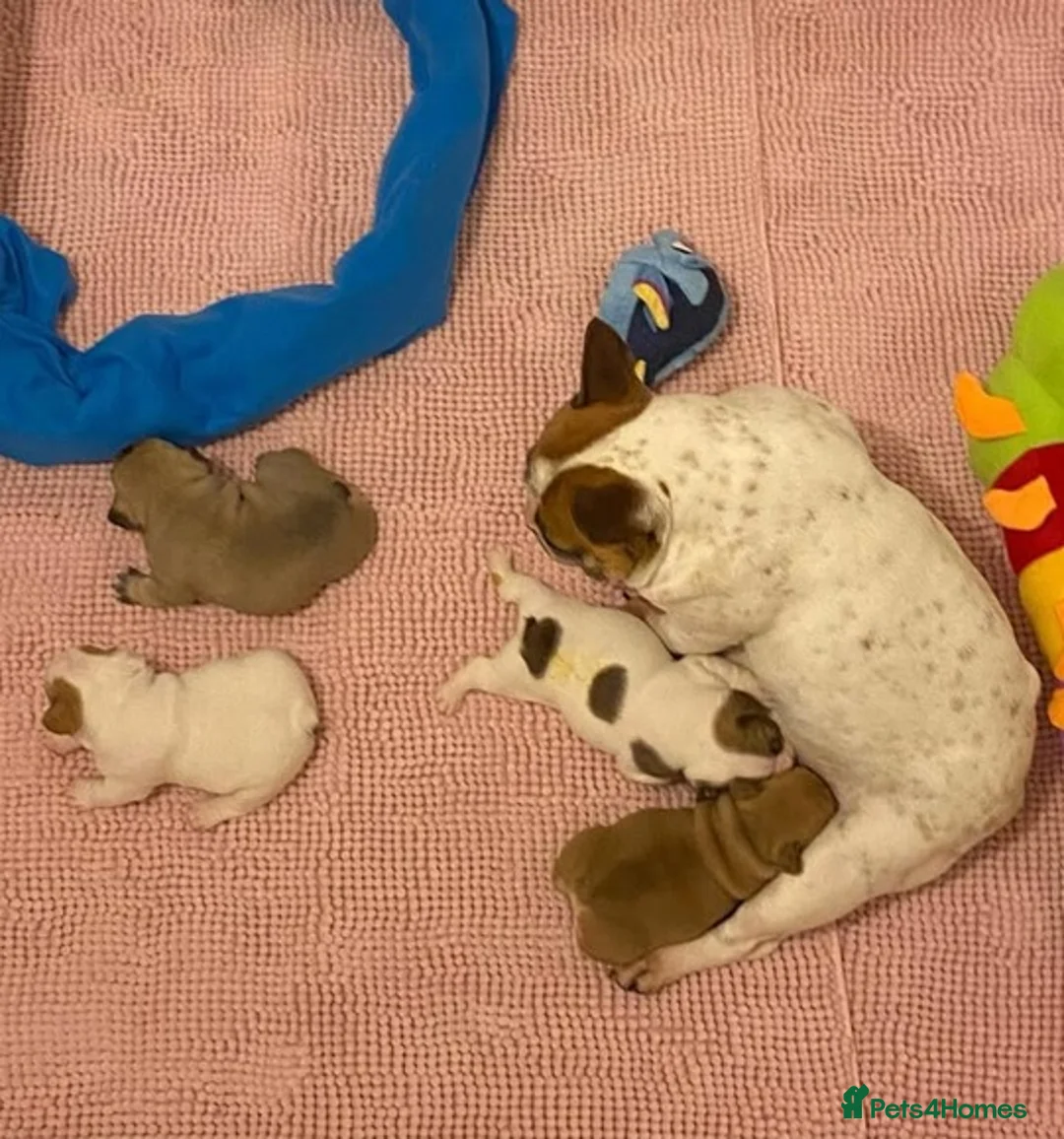French Bulldog dogs for sale: Family Raised PURE French Bulldog puppies for sale - Advert 6