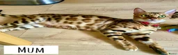 Bengal cats for sale: Amazing Bengal kittens  - Advert 2