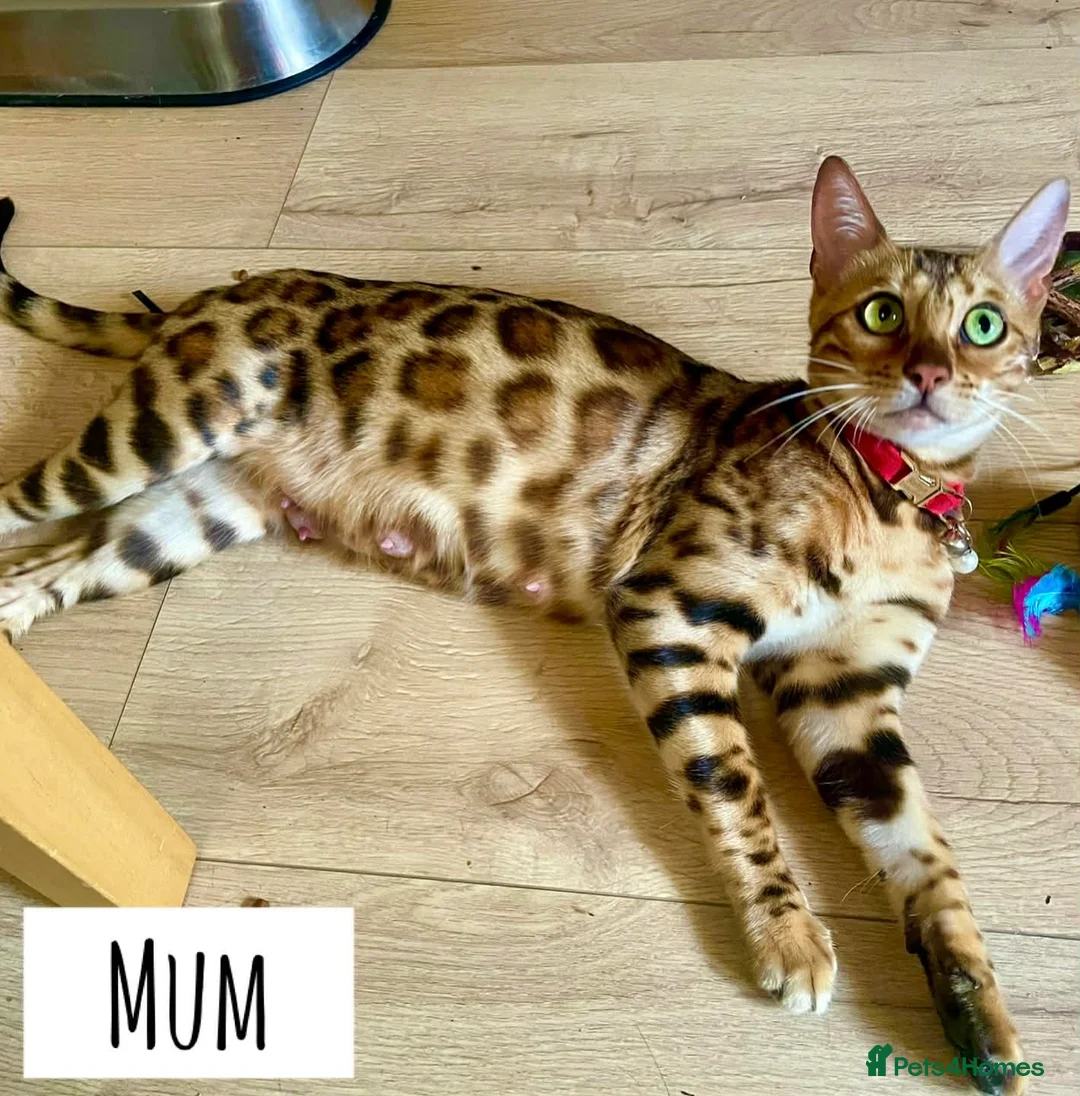 Bengal cats for sale: Amazing Bengal kittens  - Advert 2