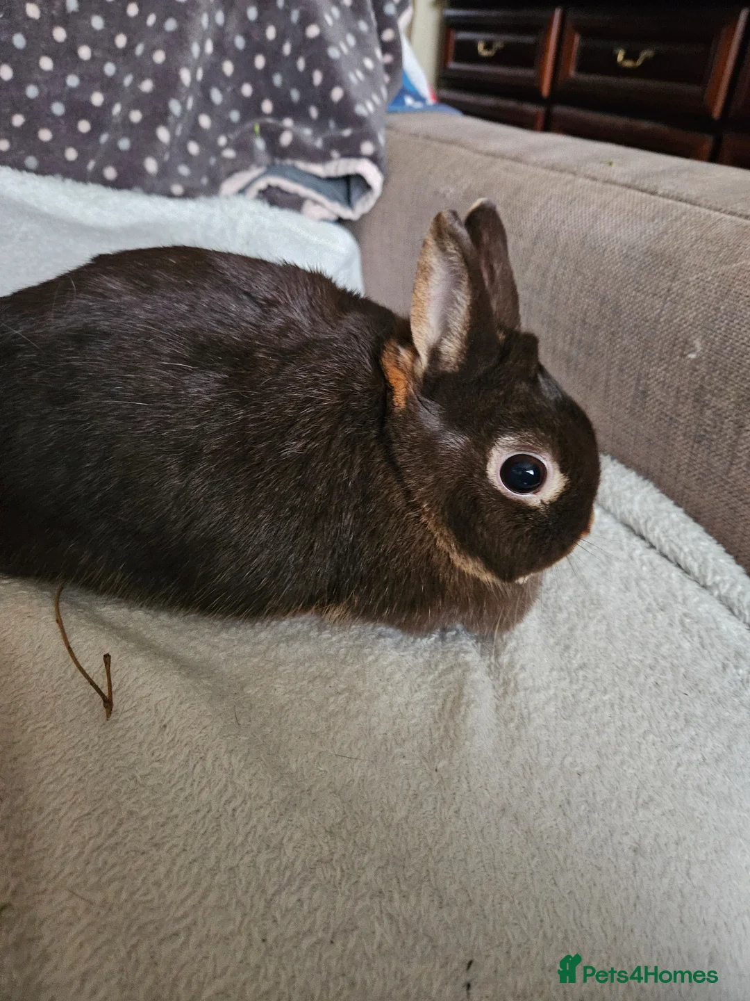 Netherland Dwarf rabbits for sale: Chocolate Otter girl  - Advert 1