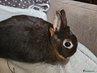 Netherland Dwarf rabbits Chocolate Otter girl - Advert 1