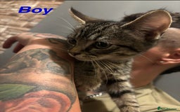 Mixed Breed cats for sale: Beautiful Brother and Sister kittens - Image 2