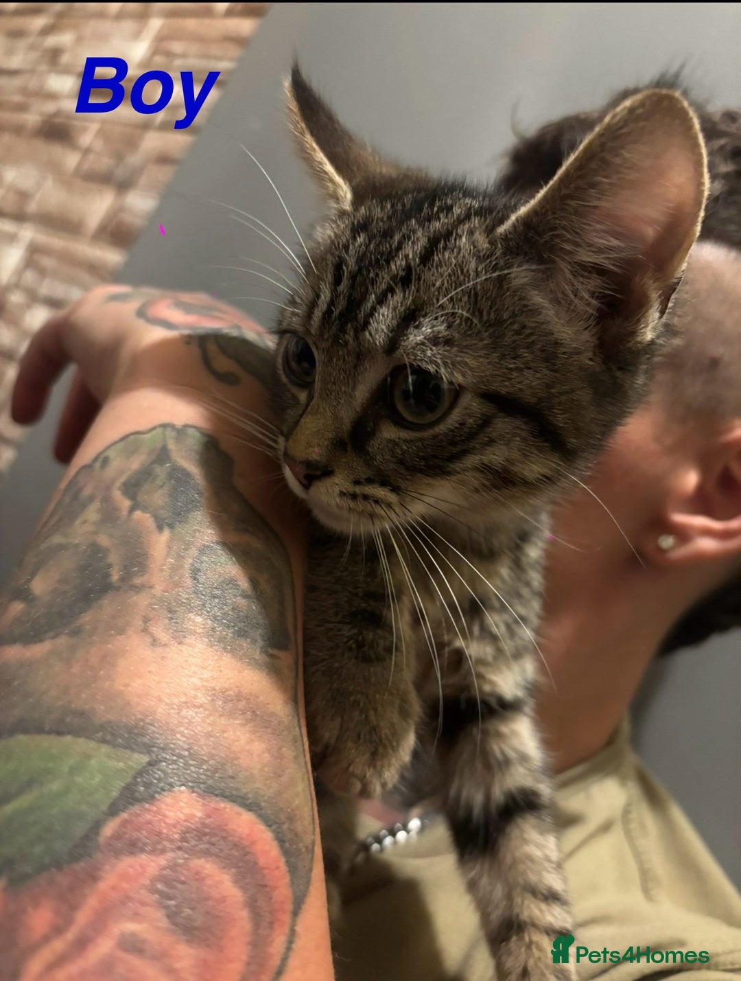 Mixed Breed cats for sale: Beautiful Brother and Sister kittens - Image 2