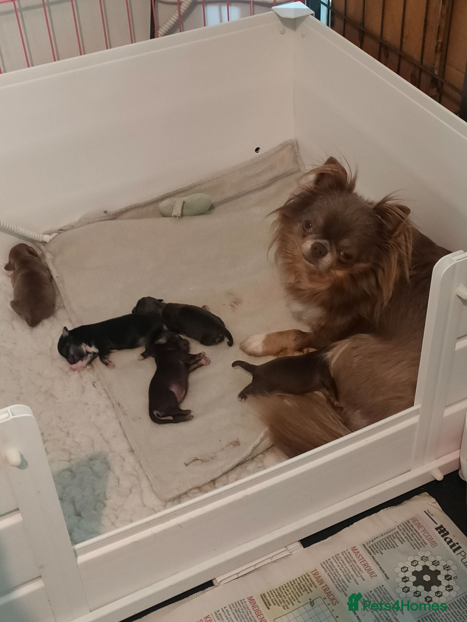 Chihuahua dogs Stunning long coat chihuahua puppies  - Advert 1
