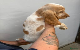 Cocker Spaniel dogs for sale: Fabulous Cocker Spaniel Pupies - Image 15