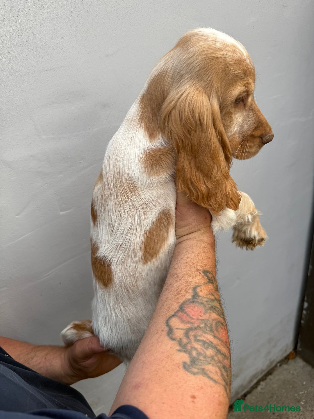 Cocker Spaniel dogs for sale: Fabulous Cocker Spaniel Pupies - Image 15