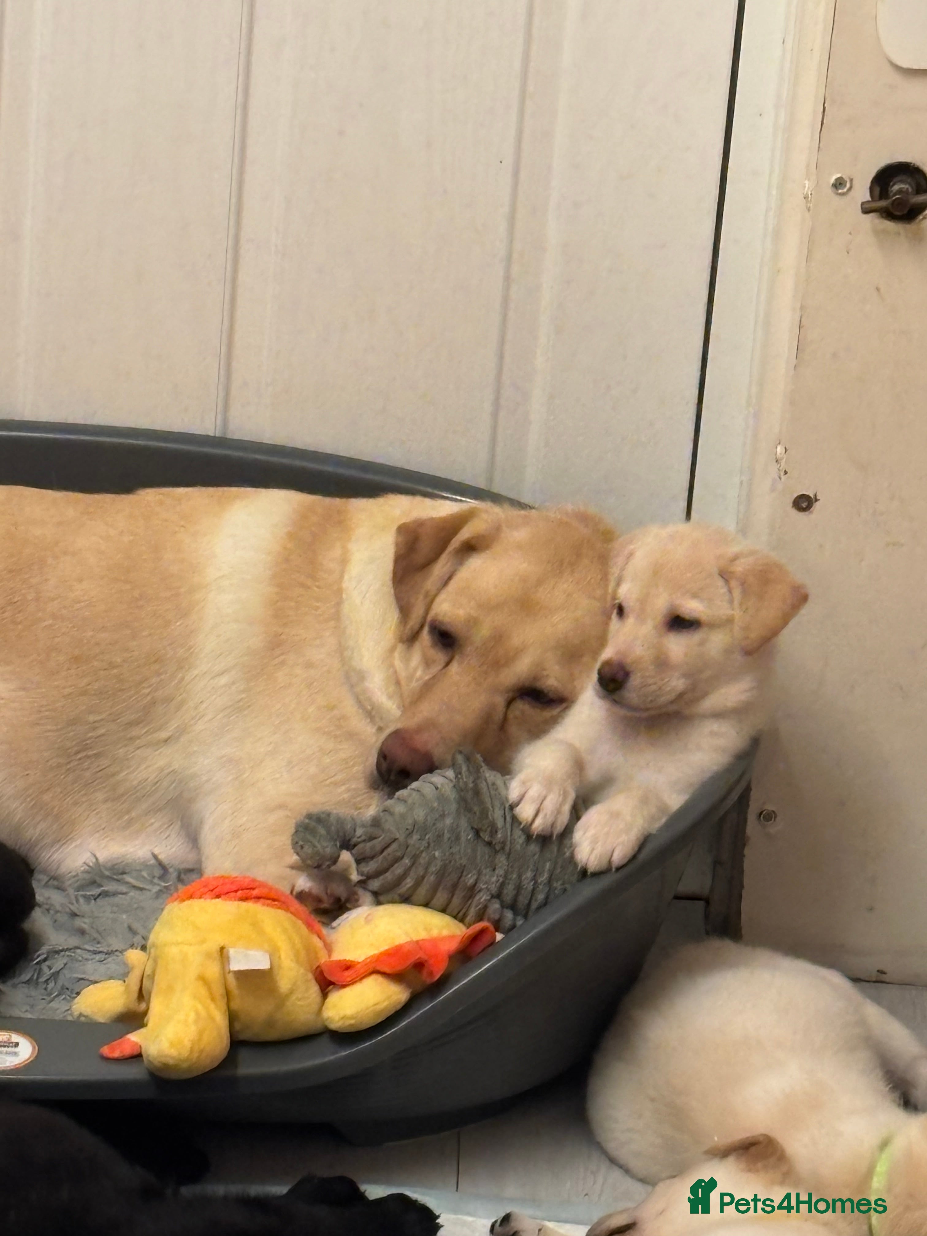 Mixed Breed dogs Male Huskador puppy  - Advert 2