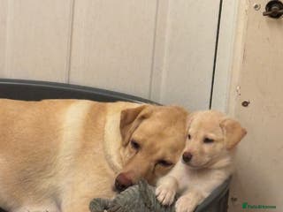 Mixed Breed dogs Male Huskador puppy - Advert 2