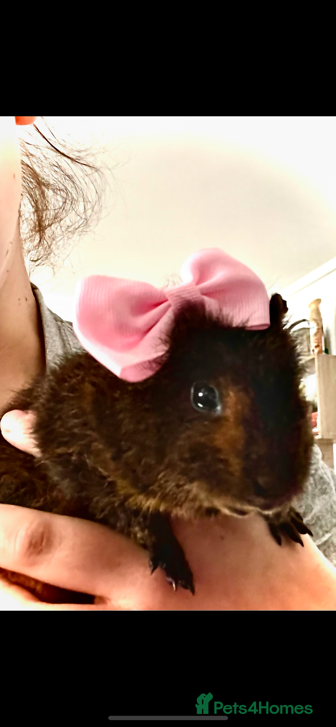 Guinea Pig rodents for sale: 2 female guinea pigs (RESERVED)  in Newport - Image 5
