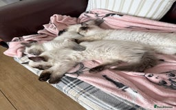 Ragdoll cats for sale: GCCF ragdoll seal point girl - Image 14