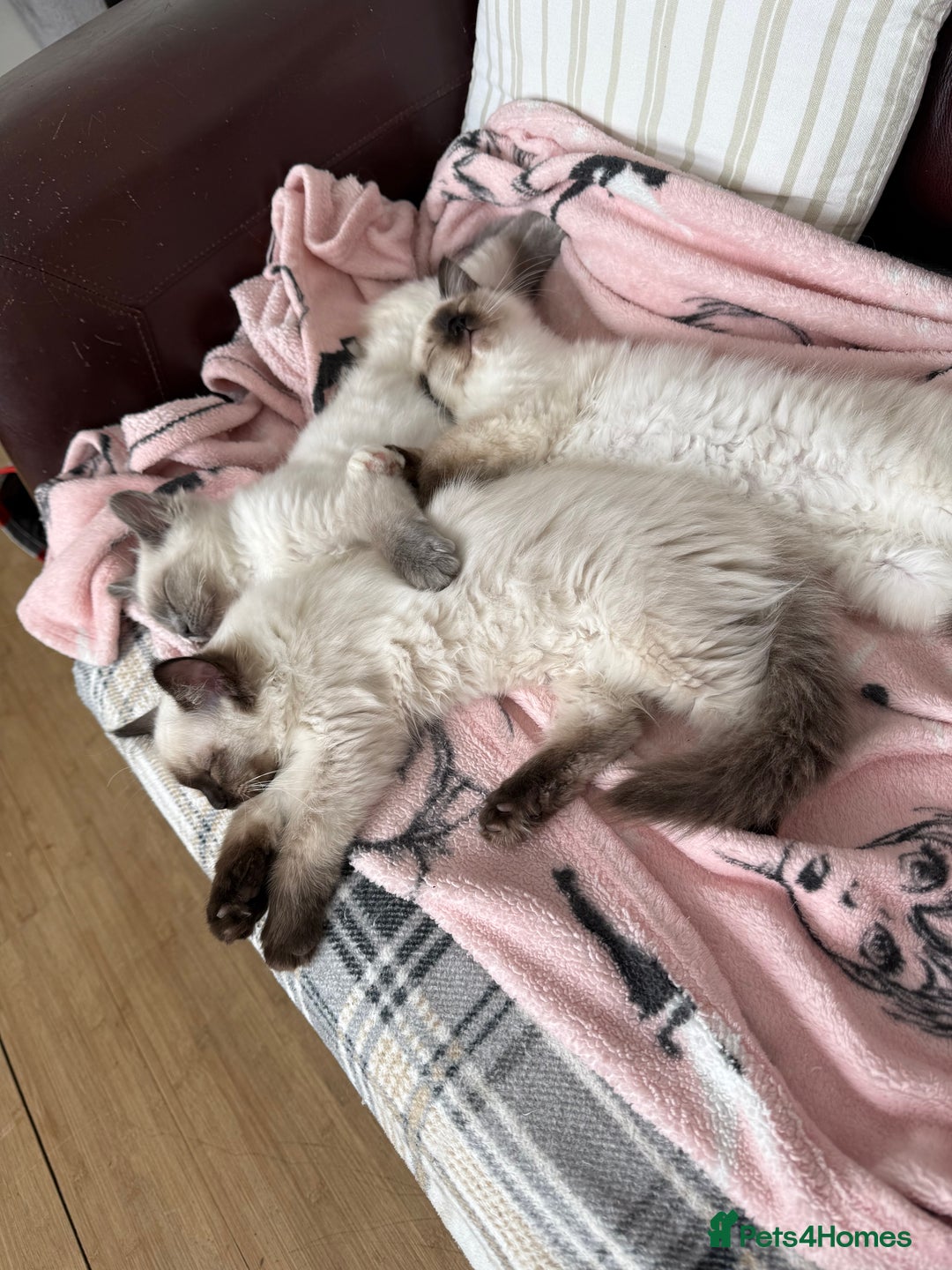 Ragdoll cats for sale: GCCF ragdoll seal point girl - Image 14