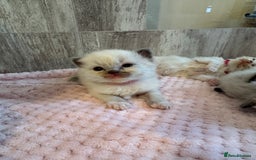 Ragdoll cats for sale: Beautiful Ragdoll Kittens  - Image 5