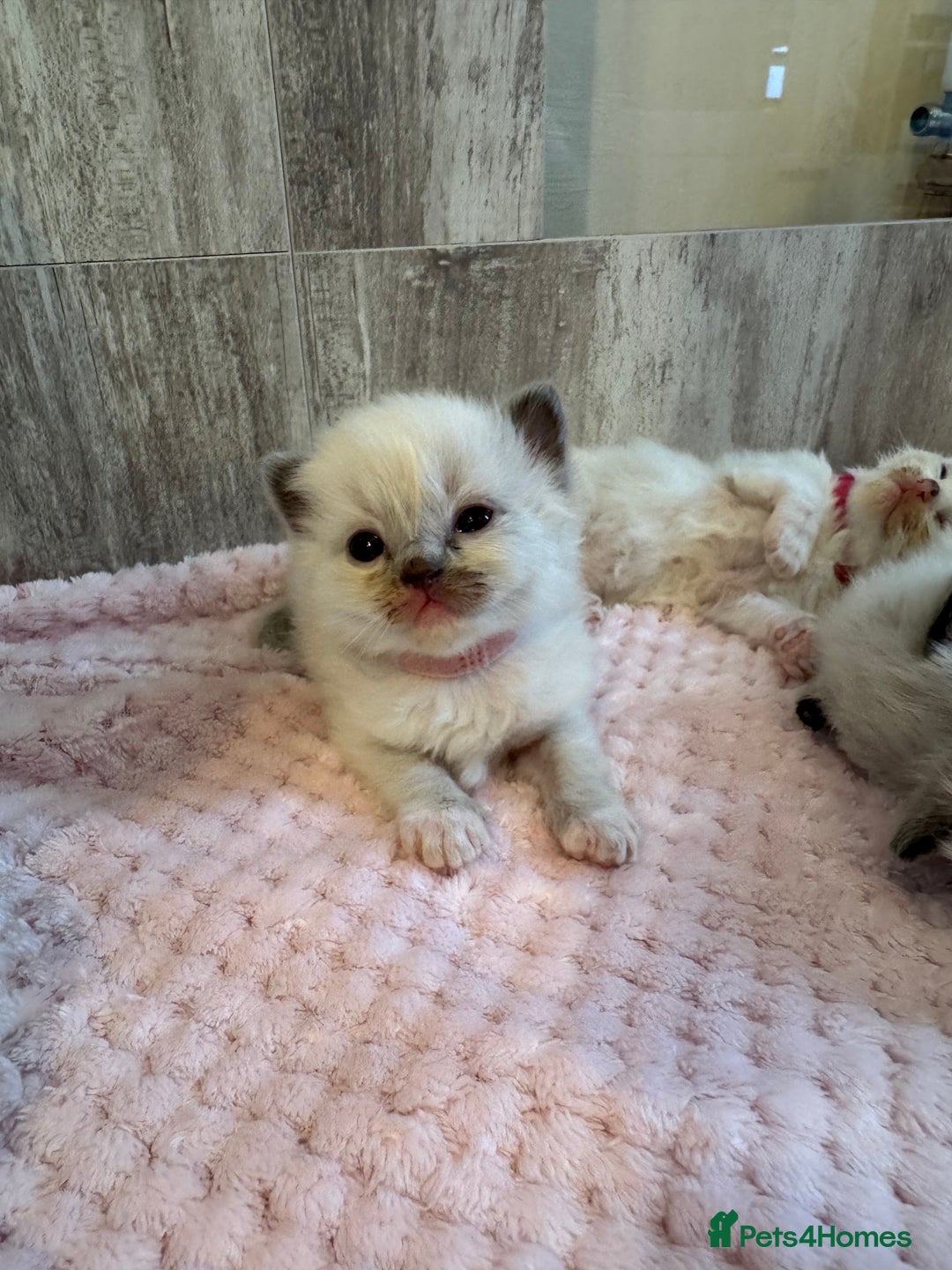 Ragdoll cats for sale: Beautiful Ragdoll Kittens  - Image 5
