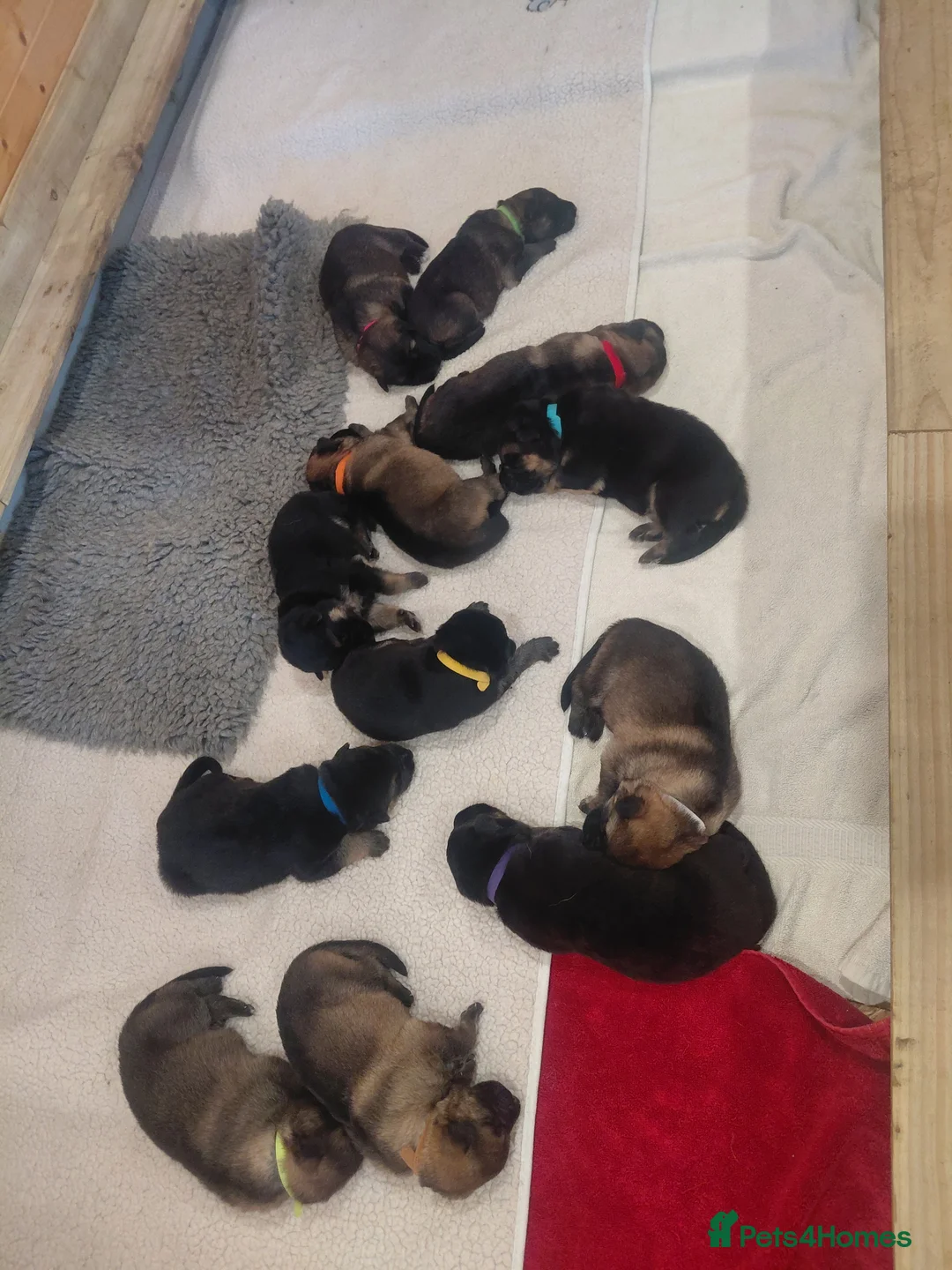 German Shepherd dogs for sale:  Pure bred German puppies  in Ayr - Advert 2