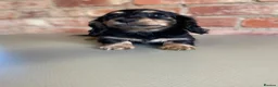 Miniature Dachshund dogs for sale: Exceptional KC Registered Miniature Dachshunds  - Advert 10