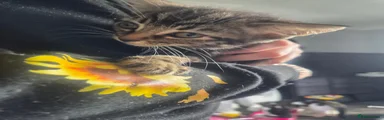 Domestic Shorthair 5