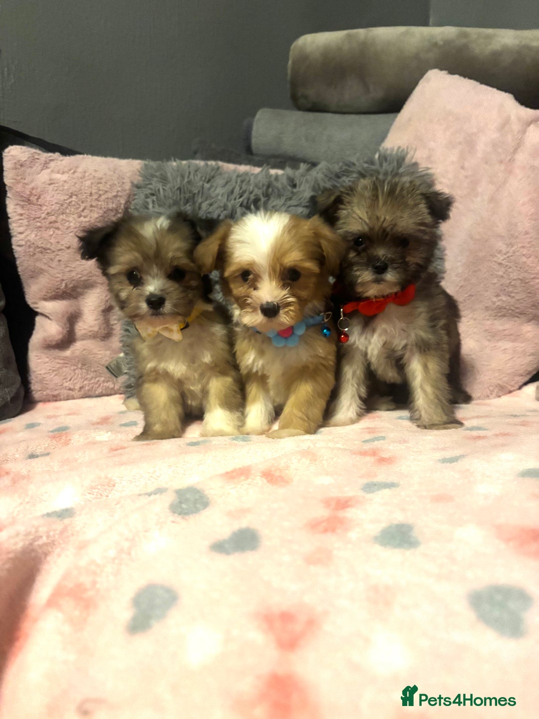 Mixed Breed dogs for sale: Lhasa apso x chorkie  - Image 3