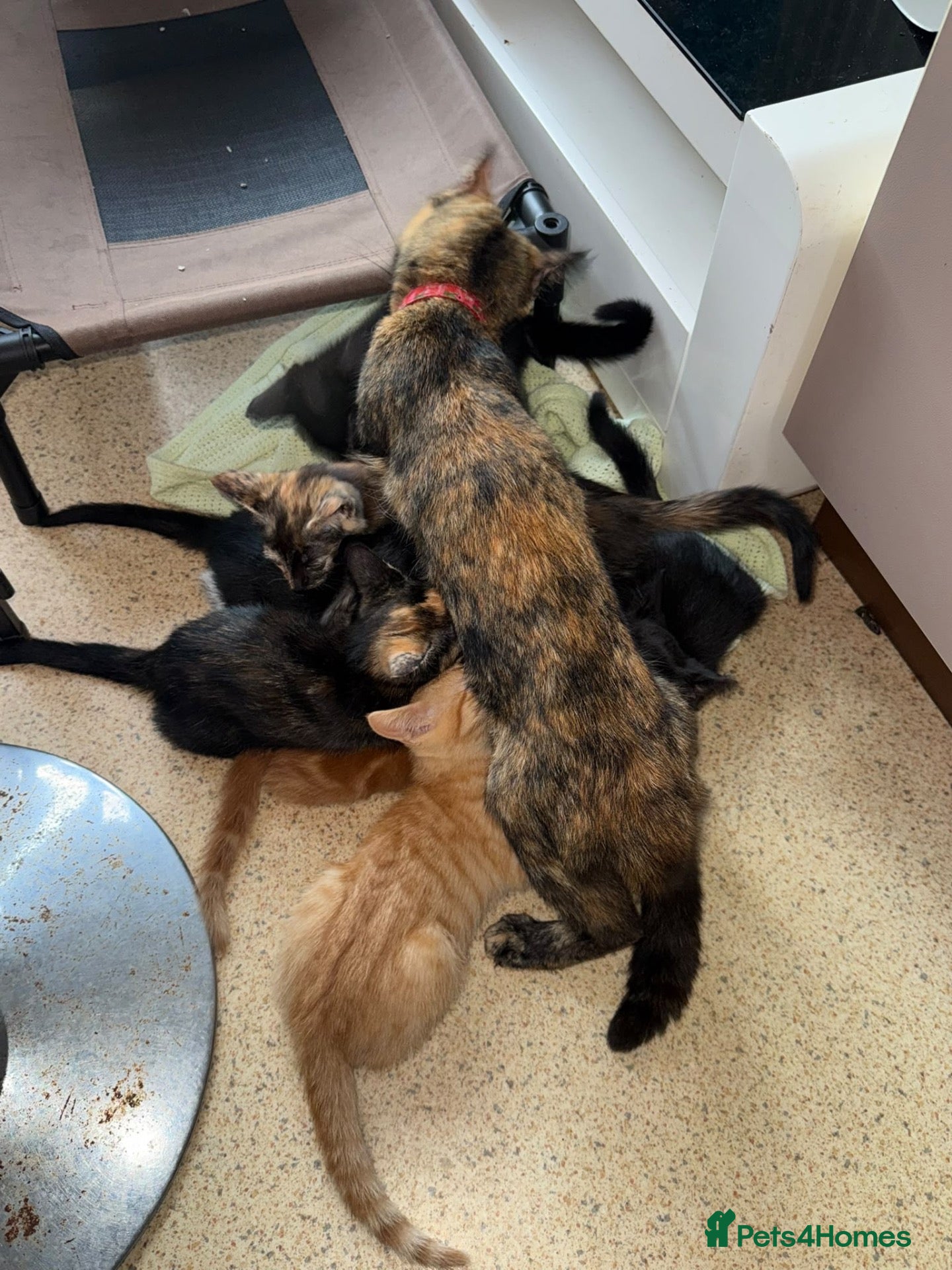 Mixed Breed cats Kittens for sale - Advert 4