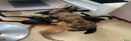 Mixed Breed cats for sale: Kittens for sale - Advert 1