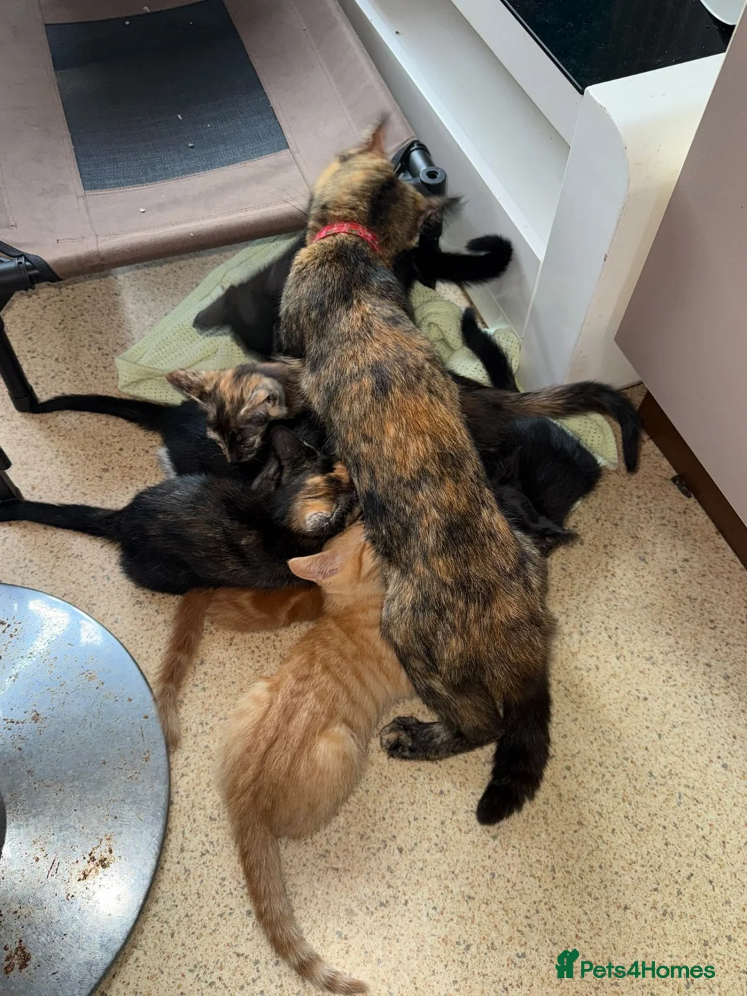 Mixed Breed cats for sale: Kittens for sale - Advert 1