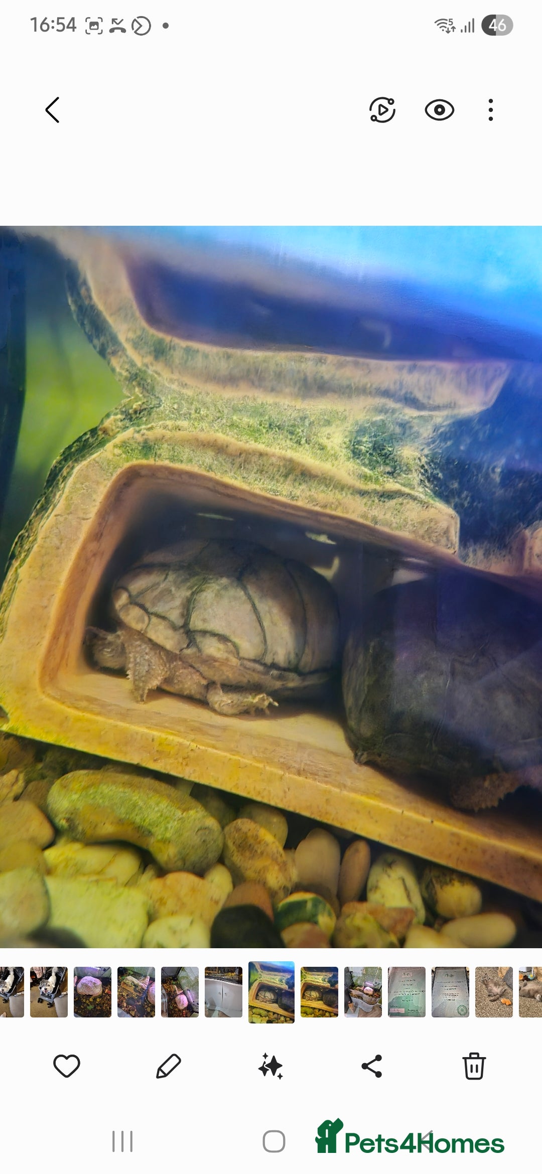 Turtle reptiles for sale: Turtles  - Image 3