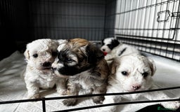 Shichon dogs for sale: 5 beautiful Shichon girls  - Image 10
