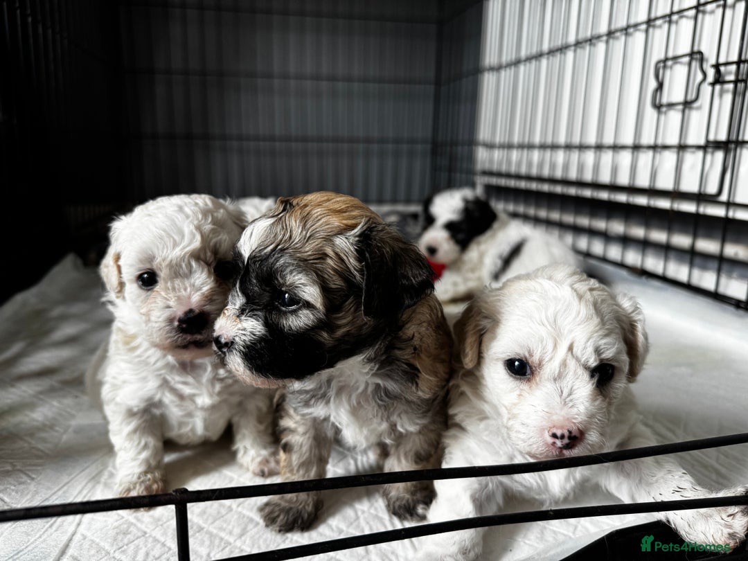 Shichon dogs for sale: 5 beautiful Shichon girls  - Image 10