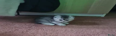 Scottish Fold Kitten 2
