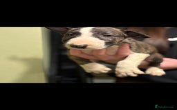 Bull Terrier dogs for sale: 💥 ENGLISH BULL TERRIERS   💥 - Image 6