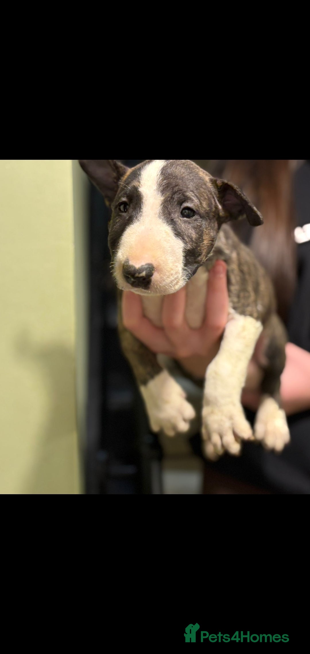 Bull Terrier dogs for sale: 💥 ENGLISH BULL TERRIERS   💥 - Image 6