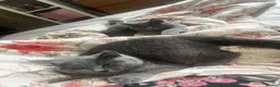 British Shorthair cats for sale: Champion lain kitts  - Advert 6