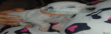 Dalmatian 5
