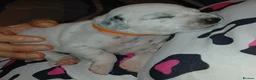 Dalmatian dogs for sale: Dalmatian puppies - Advert 16
