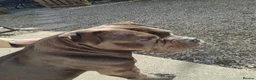 American Bulldog dogs for sale: Beautiful pocket bully  - Advert 8