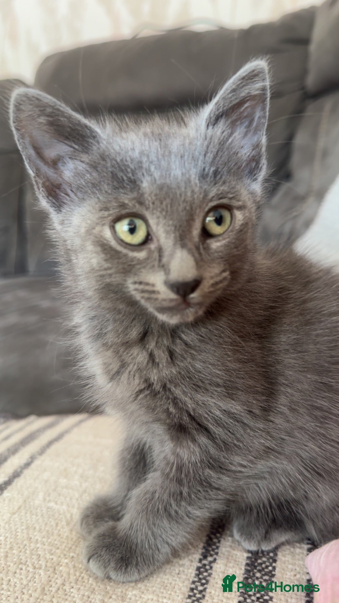 Mixed Breed cats 2 male kitten looking for forever homes  - Advert 3