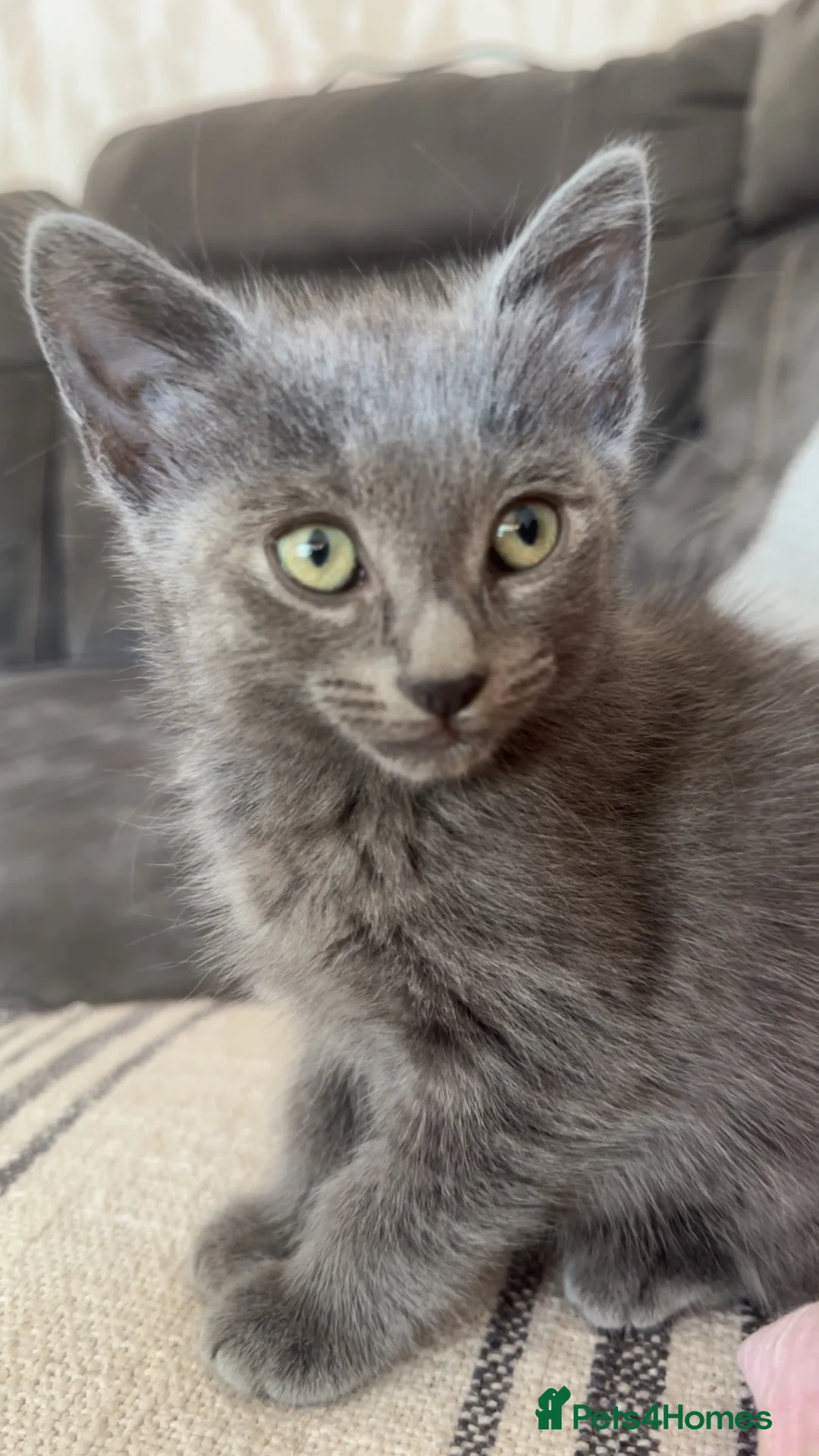 Mixed Breed cats for sale: 2 male kitten looking for forever homes  in Ashton-under-Lyne - Advert 1