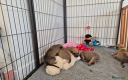 Mixed Breed dogs for sale: Lurcher x staff  in Sturminster Newton - Image 7