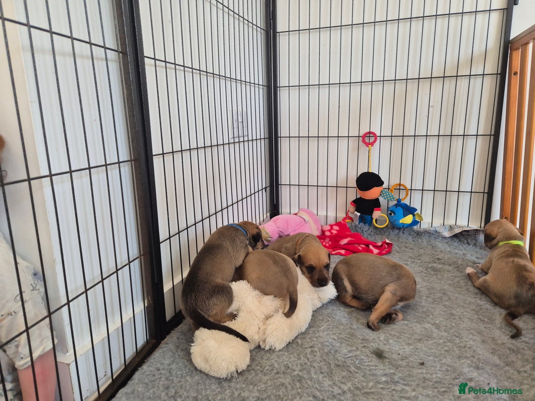 Mixed Breed dogs for sale: Lurcher x staff  in Sturminster Newton - Image 7