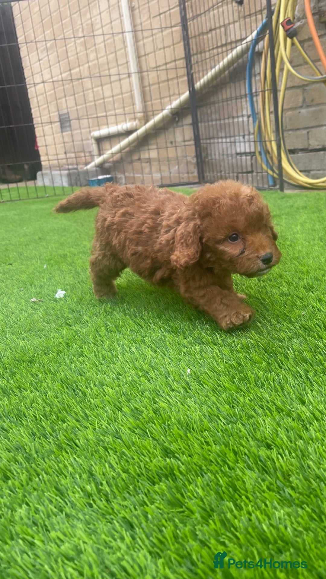 Cockapoo dogs for sale: Cockerpoo Puppies - Image 8
