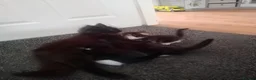 Mixed Breed cats for sale: 2 gorgeous kittens  in Wigan - Advert 2