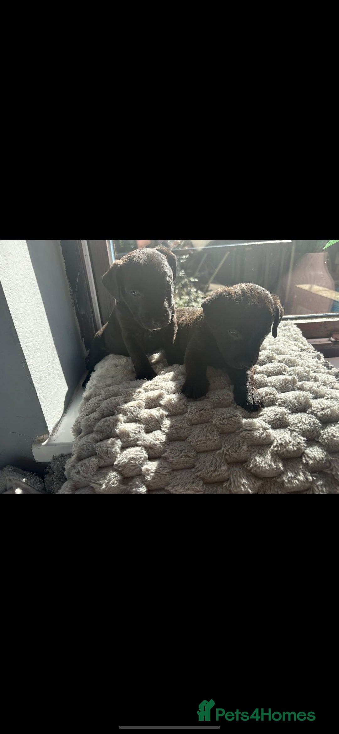 Patterdale Terrier dogs for sale: Patterdale puppies male  - Image 5